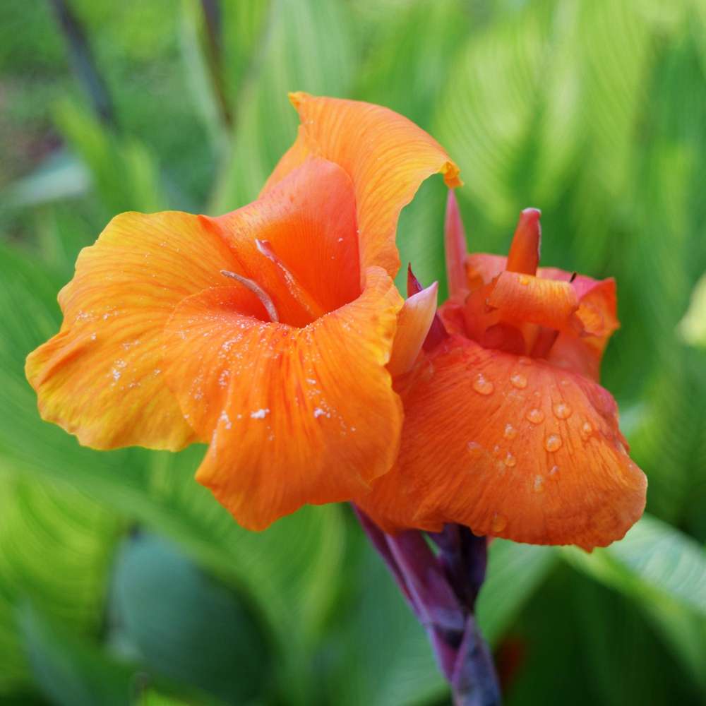 Wyoming" Canna